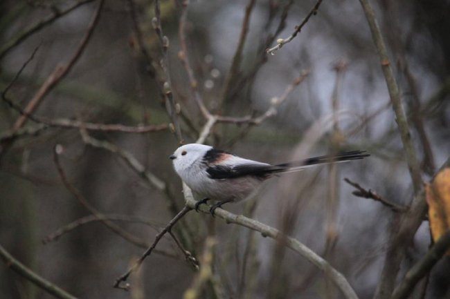 Пір’яна хвостата кулька: показали мешканку волинського нацпарку. ФОТО