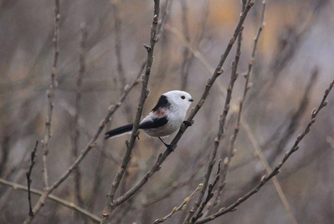 Пір’яна хвостата кулька: показали мешканку волинського нацпарку. ФОТО