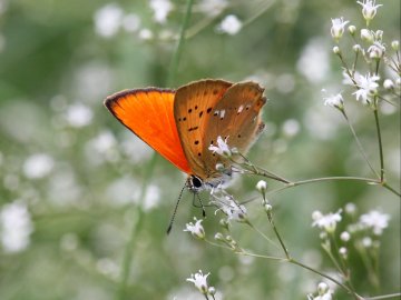 Волинський нацпарк опублікував добірку світлин метеликів, які трапляються на Волині