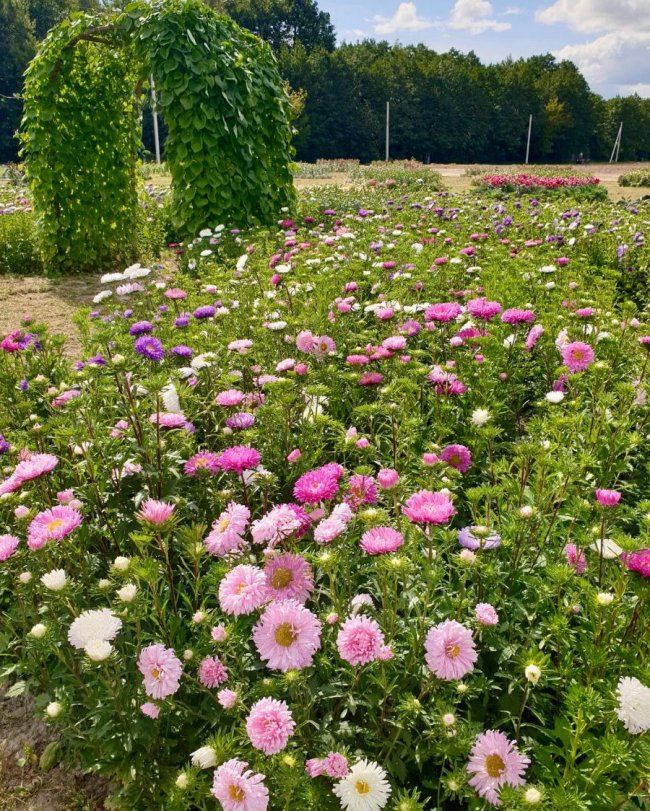 «Волинська Голландія» відкриває осінній сезон. ФОТО