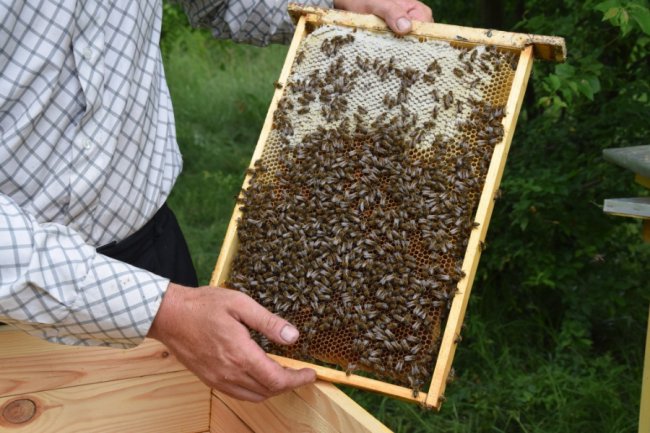 На пасіці Маневицького лісгоспу викачали перший мед. ФОТО, ВІДЕО 