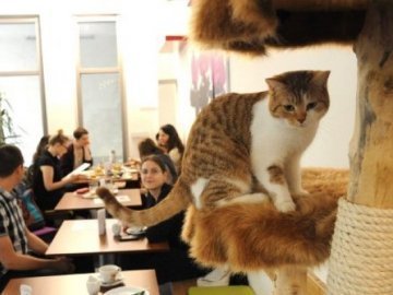 У Мюнхені зʼявилося кафе, де можна погратися з котами. ФОТО