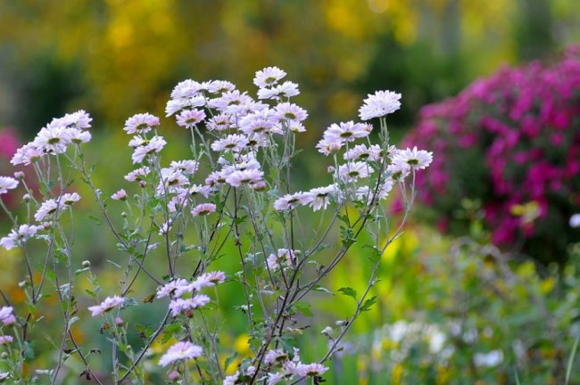 Опублікували неймовірні фото осінніх квітів у луцькому звіринці