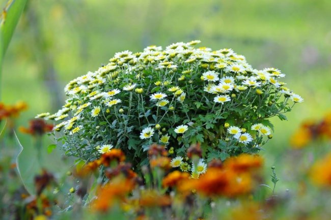 Опублікували неймовірні фото осінніх квітів у луцькому звіринці