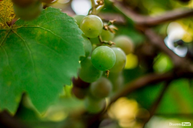Соковиті й налиті сонцем дарунки осені: що вродило в садах і на городах лучан. ФОТО