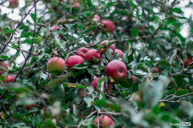 Соковиті й налиті сонцем дарунки осені: що вродило в садах і на городах лучан. ФОТО