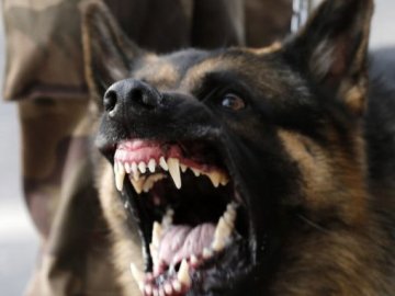 На Волині вівчарка покусала двох дітей