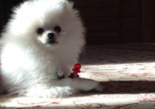 Собачок коханки Януковича утримували за 10 тисяч щомісяця. ФОТО