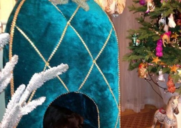 Собачок коханки Януковича утримували за 10 тисяч щомісяця. ФОТО