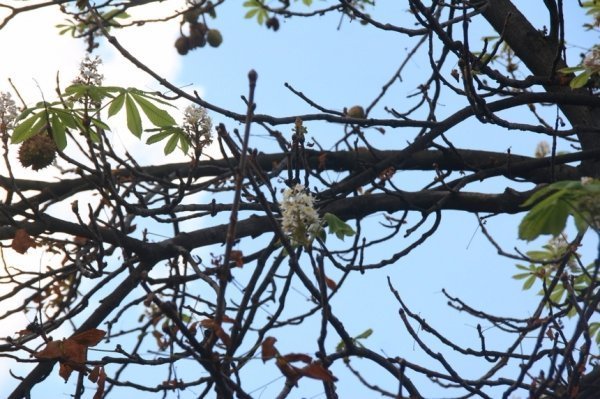 Природна аномалія: у Німеччині та Україні розцвіли дерева. ФОТО. ВІДЕО