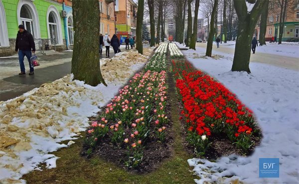 Можна саджати тюльпани, - у мережі кпинять із тепловтрат у Нововолинську