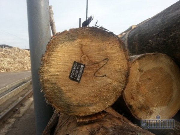 Фотоекскурсія Рівненською сірниковою фабрикою