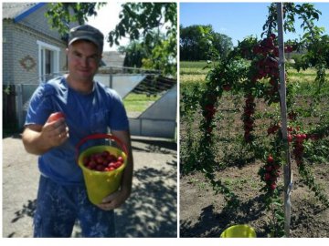 Яблуні, персики, сливи і черешні: як атовець з Волині виплекав власний сад