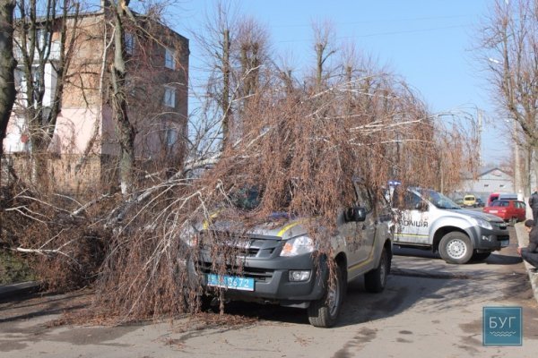 У Нововолинську дерево впало на поліцейську машину. ФОТО. ВІДЕО
