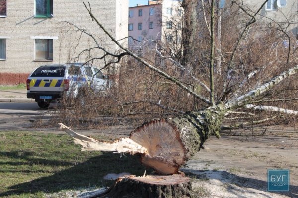 У Нововолинську дерево впало на поліцейську машину. ФОТО. ВІДЕО
