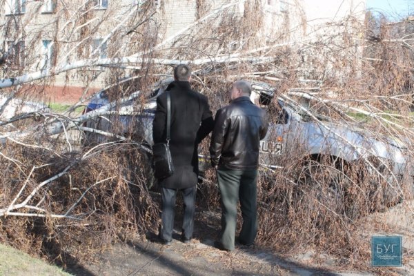 У Нововолинську дерево впало на поліцейську машину. ФОТО. ВІДЕО