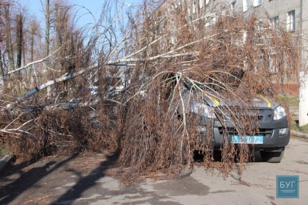 У Нововолинську дерево впало на поліцейську машину. ФОТО. ВІДЕО