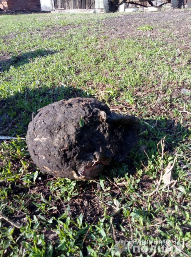 Під Харковом собака приніс додому людську голову. ФОТО