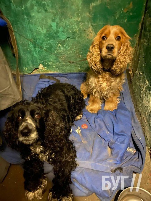 Прикордонниця з Волині, яку звільнили з полону, намагається повернути своїх песиків. ФОТО