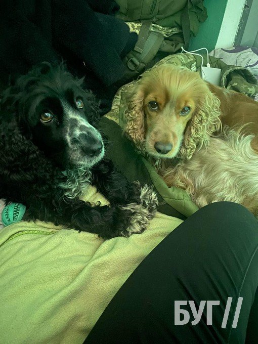 Прикордонниця з Волині, яку звільнили з полону, намагається повернути своїх песиків. ФОТО