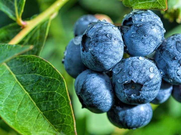 Волинь серед лідерів з вирощування нішевих культур: лохини, спаржі, жимолості, журавлини
