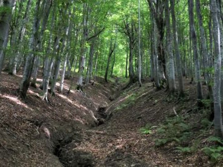 У лісі в Луцькому районі знайшли тіло чоловіка