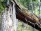 Трагедія на Волині: на чоловіка впало дерево