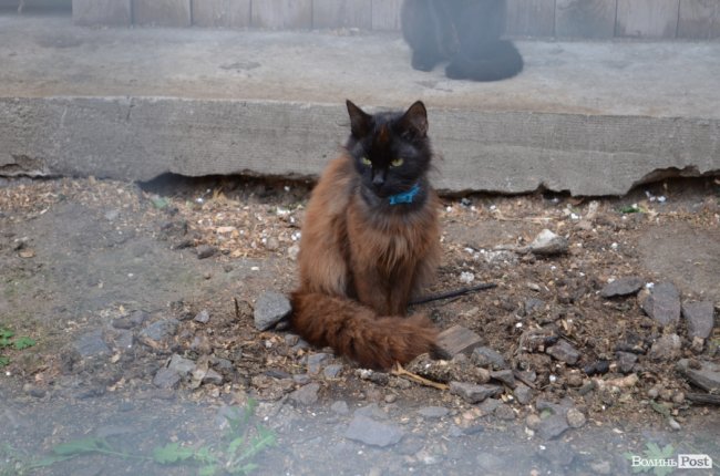 Показали умови, у яких живуть тварини в луцькій «Ласці». ФОТО