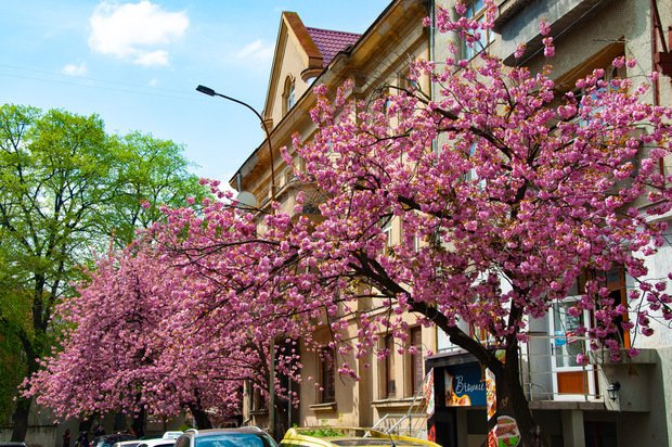 Юні художники з Луцька поїхали до Ужгорода малювати сакури. ФОТО