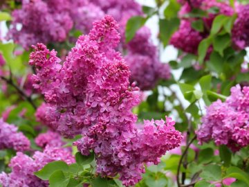 Погода в Луцьку та Волинській області на четвер, 13 травня