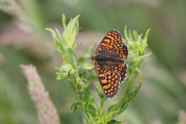 Рябець рудий, рябець Цинксія (Melitaea cinxia)
