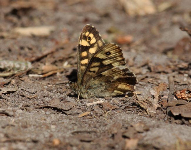 Осадець Егерія (Pararge aegeria)