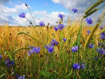 Погода в Луцьку та Волинській області на неділю, 9 червня