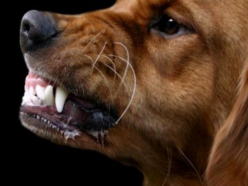 У Любомльському районі скажений собака покусав дитину та жінку