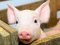 На Волині масово ріжуть свиней через підозру африканської чуми