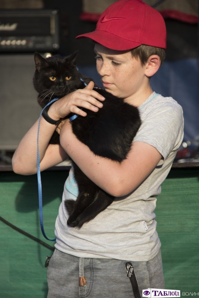 Вусаті та пухнасті: у Луцьку перше влаштували парад чорних котів. ФОТО