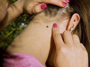 На Волині активізувалися небезпечні комахи 