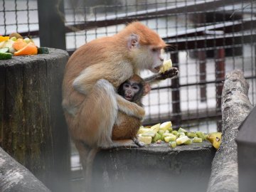 Хвороби, зайва вага і втрата шерсті: чому не можна годувати тварин у луцькому зоопарку