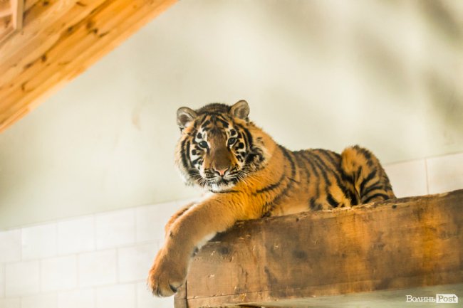 Пухнасті любощі, або Закохані парочки Луцького зоопарку. ФОТО