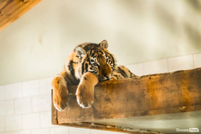 Пухнасті любощі, або Закохані парочки Луцького зоопарку. ФОТО