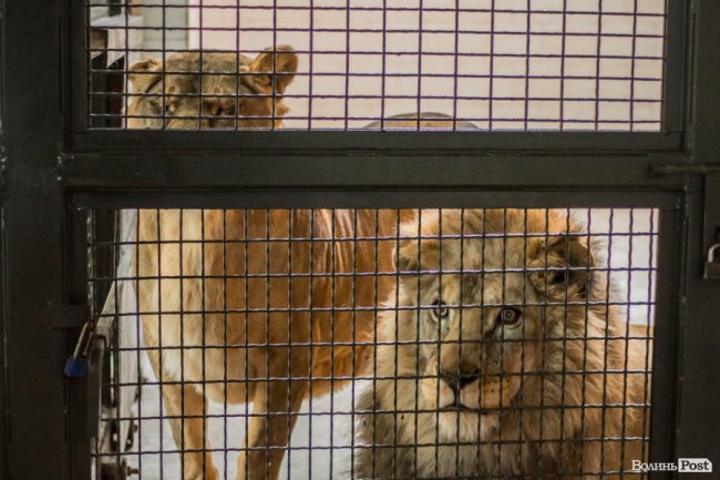 Пухнасті любощі, або Закохані парочки Луцького зоопарку. ФОТО