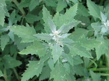 Лобода - панацея від усіх хвороб