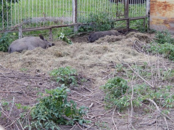 Як вепри з луцького зоопарку «вирощують» помідори. ФОТО