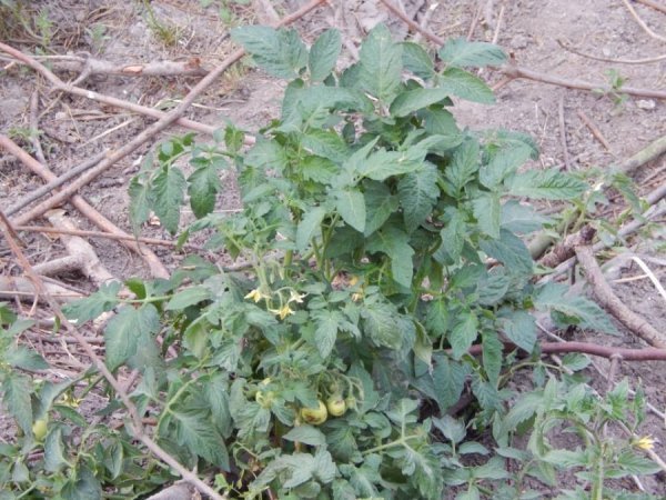 Як вепри з луцького зоопарку «вирощують» помідори. ФОТО