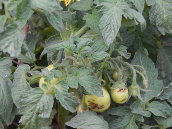 Як вепри з луцького зоопарку «вирощують» помідори. ФОТО