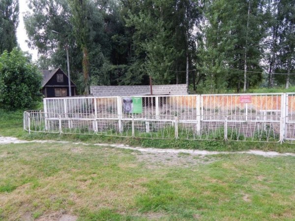 Як вепри з луцького зоопарку «вирощують» помідори. ФОТО