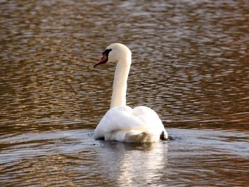 Чому не можна годувати лебедів на Волині: пояснення фахівців. ВІДЕО