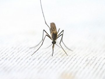 Як діяти після укусів комарів, ґедзів та інших комах