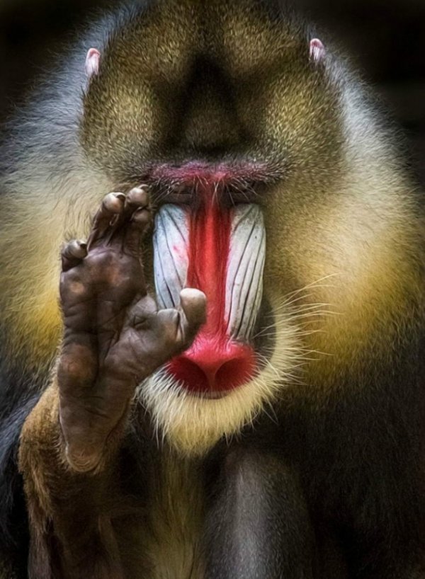 Портрет мандрілла . Фотограф: Вулф Адемейт ( Wolf Ademeit )