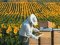 Волинянин розповів про користь меду і скільки можна заробити на бджолах 